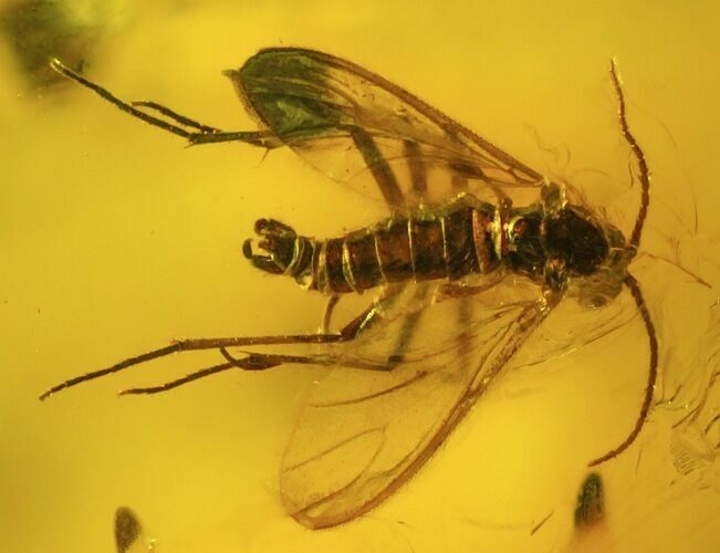 Fossil Fly & Tiny Spider In Baltic Amber #45145